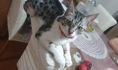 Can dostu