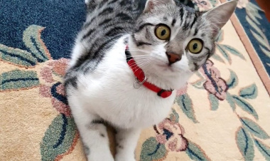 Can Dostu