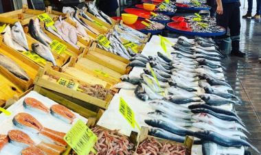 Karadeniz'de Palamut Bolluğu