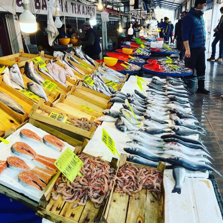 Karadeniz'de Palamut Bolluğu